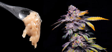 Best strains for rosin