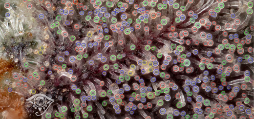Trichomes Visible on Count Things App from Farmhouse Studio Genetics