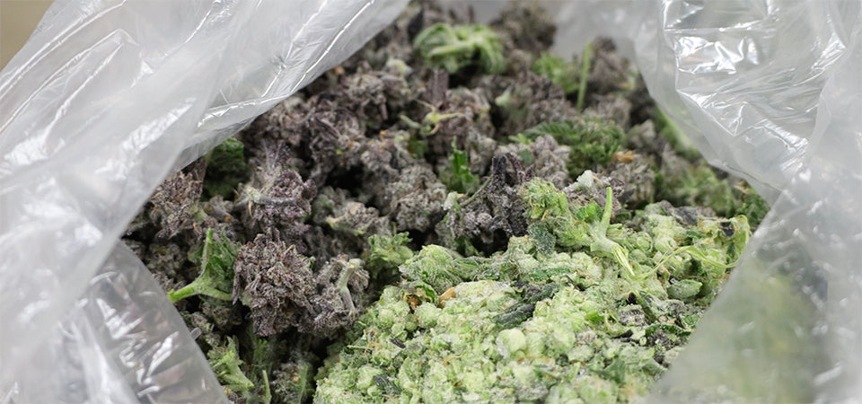 batch of fresh frozen cannabis in a bag