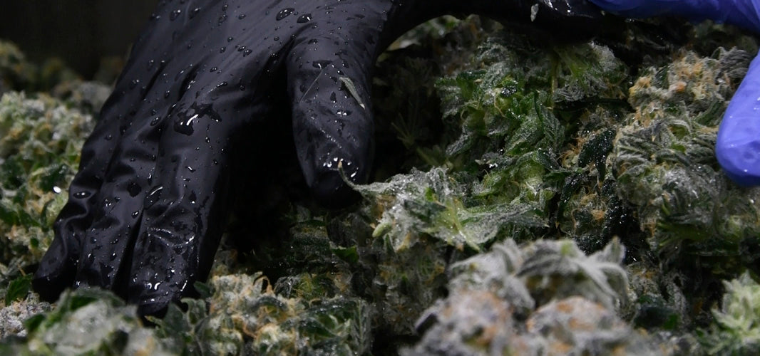 Washing Freze Frozen Cannabis in Lowtemp Industries  Hash Washing Equipment