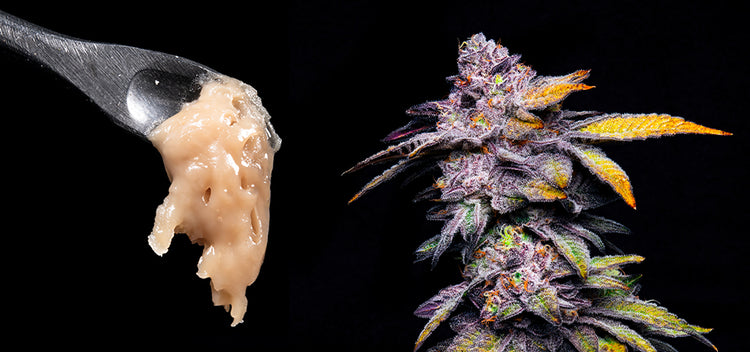 Best Strains for Rosin Production