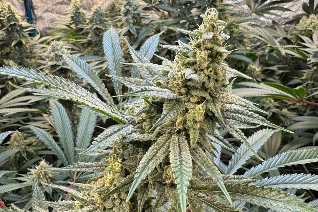 Croptober & Cannabis: How to Maximize Your Harvest's Value