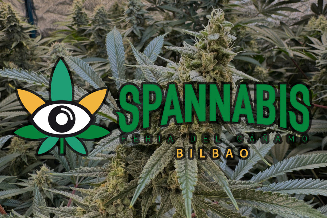 Spannabis 2026 – Everything You Need to Know