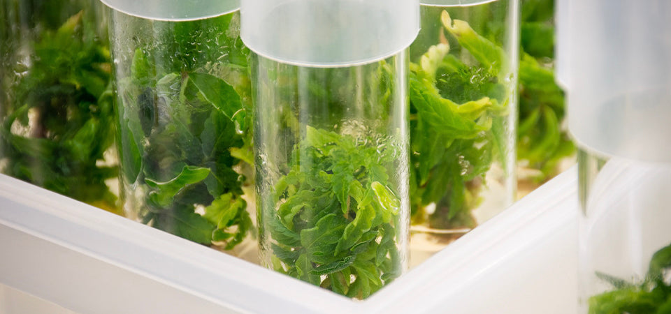 Cannabis tissue culture
