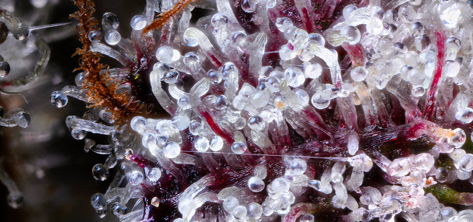 What Do Trichomes Look Like When They’re Ready to Harvest?