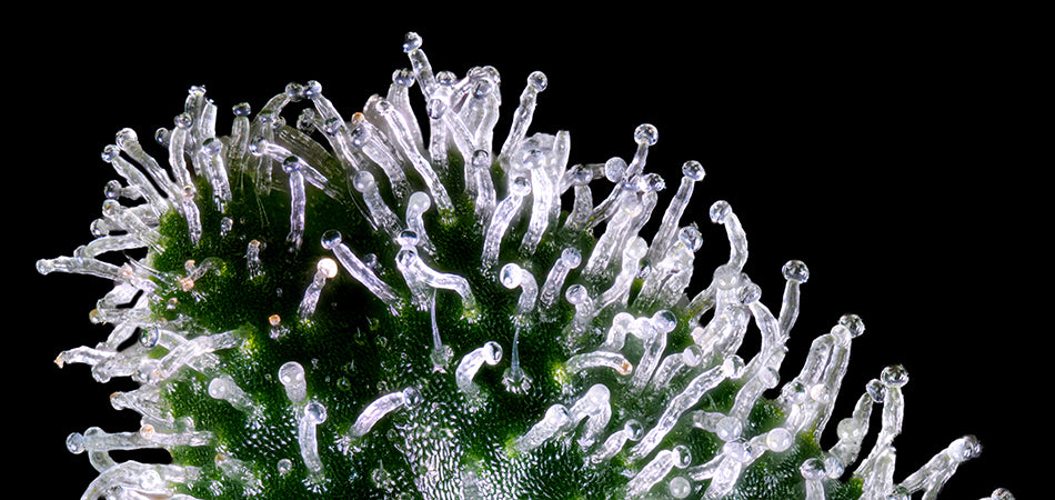 Best strains for bubble hash