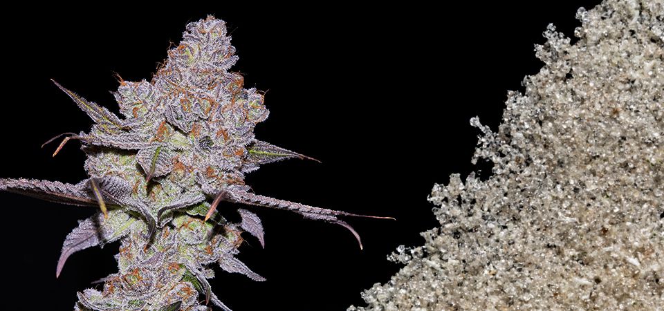 Flower Rosin vs Hash Rosin - What's the Difference?